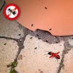Der Ameisen-Abwehr Stecker von Gardigo vertreibt mittels Ultraschall effektiv und dauerhaft