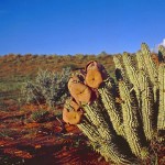 Hoodia gordonii 