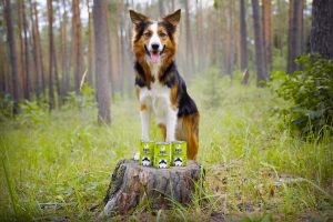 Schäferhund im Wald