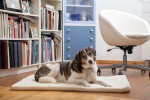 Hund vor Bücherregal auf einer Decke