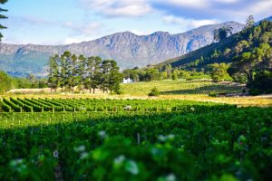 Weingut in Südafrika