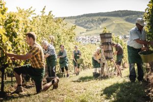 Weinbauern bei der Ernte an den Rebstöcken 