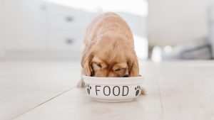 Hund frisst aus Schale mit Aufschrift 