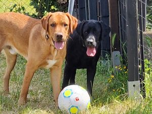 ein heller und ein dunkler Hund vor einem Ball
