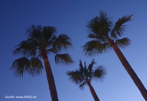 Palmen von unten gegen den Himmel fotografiert