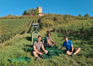 drei Männer sitzen im Weinberg