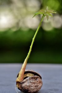 ein Ast wächst aus einer Walnuss