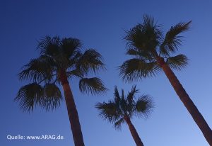Palmen vor blauem Himmel