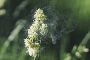 Nahaufnahmen von Pollen beim Verlassen der Blüte