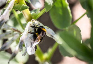 Hummel an einer Blüte