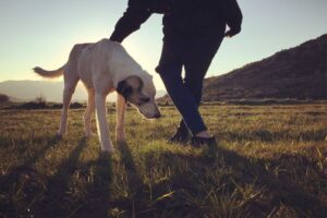 Hund mit Halter auf einer Wiese