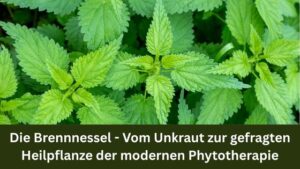 Die Brennnessel - Vom Unkraut zur gefragten Heilpflanze der modernen Phytotherapie